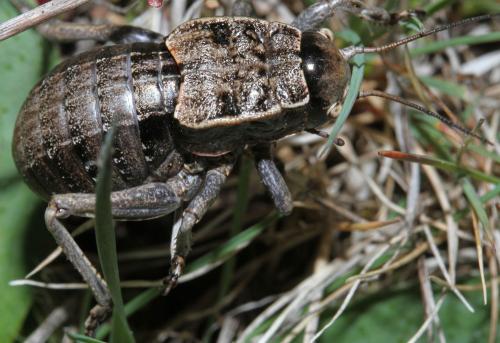 Réf. 327 768 : Pycnogaster sp.